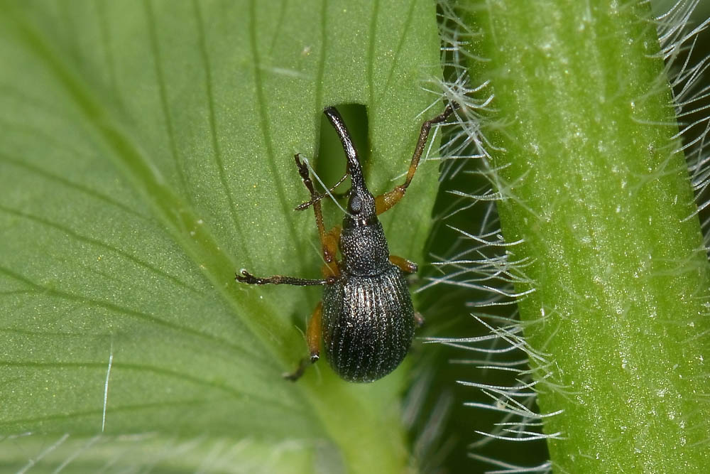 Protapion trifolii?